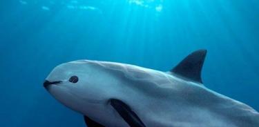 Extinción de vaquita marina podría deberse a causas ambientales