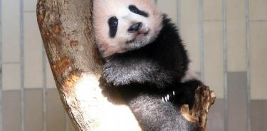 Nacen dos pandas mellizos en el zoológico de Berlín