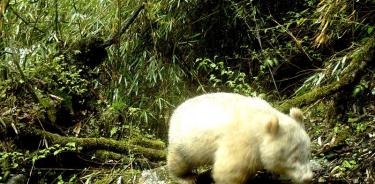 Difunden imágenes del primer panda albino en China