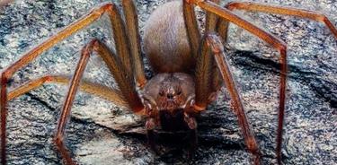Investigadores descubren nueva especie de araña violinista