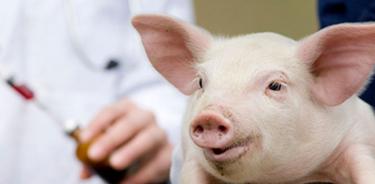 Científicos buscan en células de cerdo alternativas para trasplantes