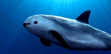 Vaquita marina al borde de la extinción