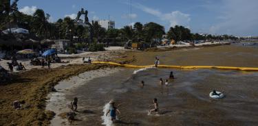 Desarrollan en Yucatán prototipo para convertir el sargazo en biogás
