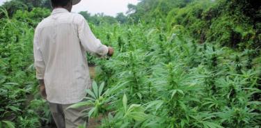 México debe legalizar el uso y producción legal de cannabis