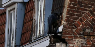 Capturan a pantera negra que vagaba por edificio en Francia