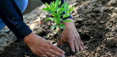 Reto Verde busca sembrar más de 10 millones de plantas en CDMX