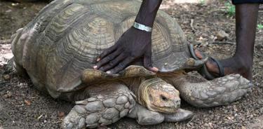 Muere tortuga “Alagba” de 344 años, la más antigua de África