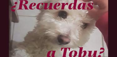 El drama de Toby, un maltés devorado por dos pitbull en Coyoacán