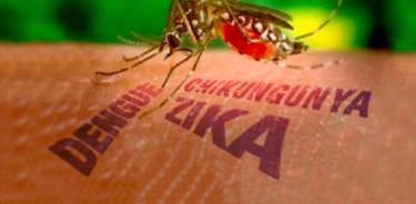 Dengue, Zika, chikungunya y fiebre amarilla son enfermedades causadas por mosquitos
