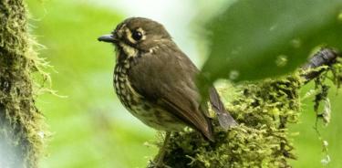 Descubren nueva ave nativa de Colombia