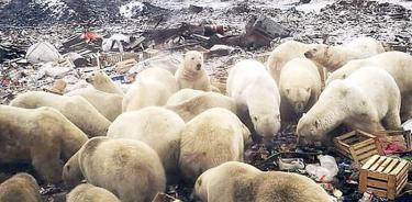 Emergencia en isla rusa por invasión de osos polares hambrientos