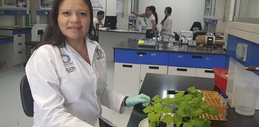 Científicos de México y EU identifican gen que ayuda al maíz a combatir patógenos