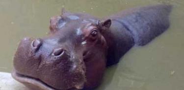Muere “Bianca” hipopótama del Zoológico de San Juan de Aragón