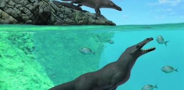 Hallan restos de una ballena con cuatro patas en las costas de Perú