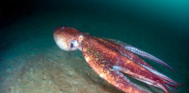 Calamar gigante, una de las especies beneficiadas por el cambio climático