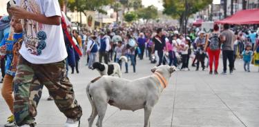 Abandonan peregrinos 29 perros en inmediaciones de la Basílica