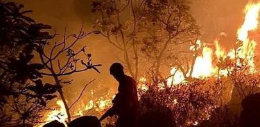 Miles de animales sufren los estragos de los incendios en Amazonas