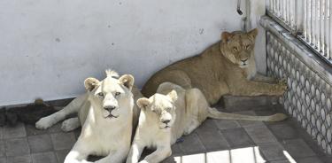 Rescatan, ahora sí, a leones que Vivían en azotea de Iztacalco