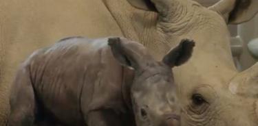 Nace rinoceronte en San Diego, hay esperanza para salvar la especie