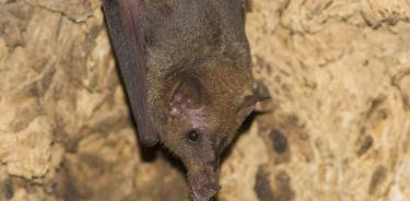 Descubren existencia de murciélago polinizador en Sierra de Guadalupe