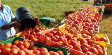 Productores de tomate advierten daños de 350 mdd por arancel de EU