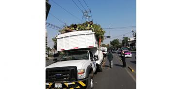 Preparan recuperación del arbolado de la Ciudad de México
