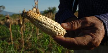Aprueba senado Ley Federal para la Protección y fomento del maíz nativo