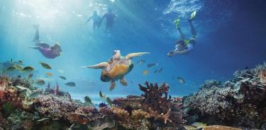 Gran Barrera de Coral en grave riesgo por cambio climático