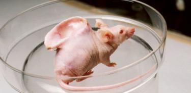 Crean embriones a partir de una célula de la oreja de un ratón