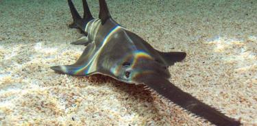 México declara protección especial para tiburón sierra, mantarrayas y rayas diablo