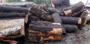 Incautan madera ilegal en aserradero clandestino en Amecameca