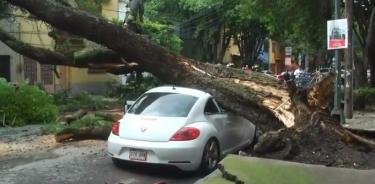 Cae árbol de más de 10 metros sobre automóvil en la colonia Condesa