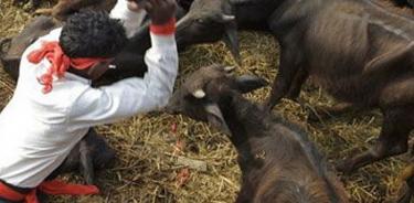 Nepal sacrifica seis mil búfalos para un ritual