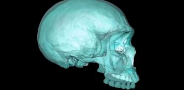 Científicos reconstruyen virtualmente cráneo del ancestro del Homo sapiens