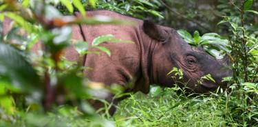 Tam era el último rinoceronte macho de Sumatra, hoy murió