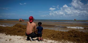 Sargazo excesivo llega a 19 destinos de la costa de Quintana Roo