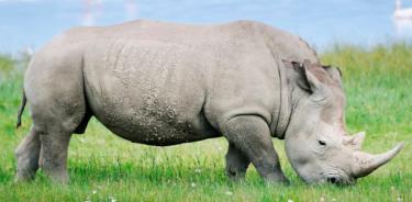 Podría haber esperanza de recuperar al rinoceronte blanco