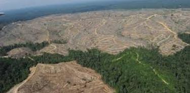 Deforestación en Amazonas devora por minuto más de 3 canchas de futbol