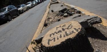 Mítikah asegura contar con los permisos necesarios tras tala de árboles