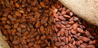 El cacao con fosfuro de aluminio no es mexicano: productores