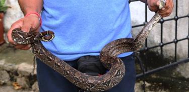 Científicos de la UNAM crean antiveneno contra mordeduras de serpiente