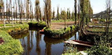 “La zona chinampera de Xochimilco puede recuperarse en poco tiempo”: Refugio Rodríguez