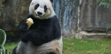 Muere Jia Jia, el oso panda más longevo del mundo