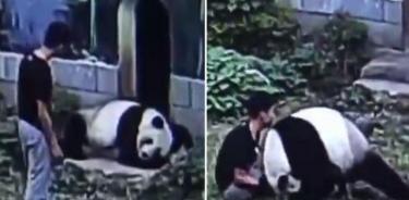VIDEO: Aprende una dura lección por despertar a un oso panda