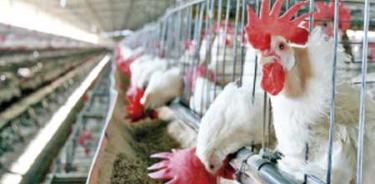 Sagarpa: el aumento en precio del huevo es ajeno a gripe aviar