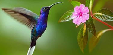 Promueven conservación del colibrí mediante jardines urbanos