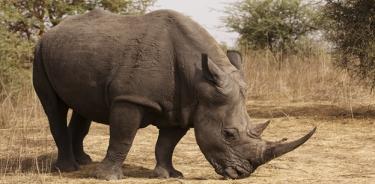 Disminuye caza furtiva de rinocerontes en Sudáfrica