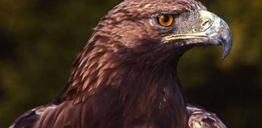 Crían águilas mexicanas; 138 parejitas reproductivas