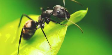 Desconocemos cuántas especies de insectos están en peligro de extinción: biólogo