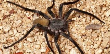 Investigadores describen una nueva especie de araña cazadora en Ecuador